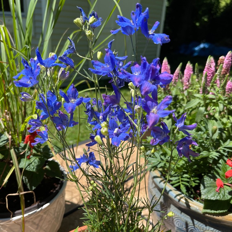 Plant image Delphinium grandiflorum 'Blue Butterfly'