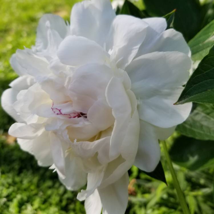 Plant image Paeonia lactiflora 'Duchesse de Nemours'