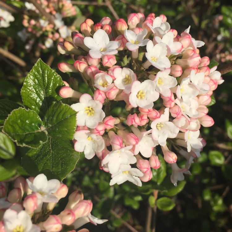 Plant image Viburnum x burkwoodii