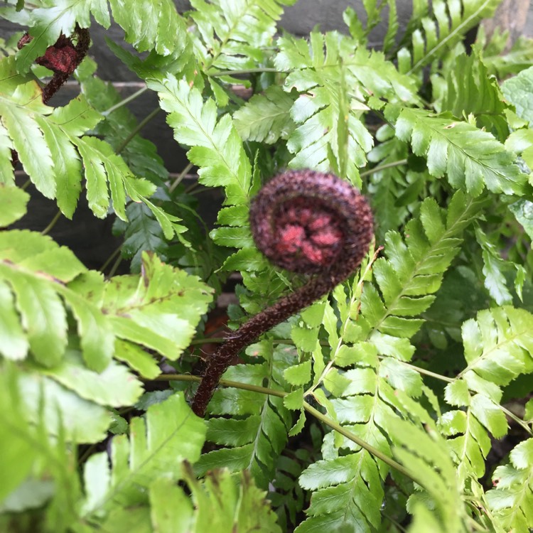 Plant image Dryopteris Erythrosora