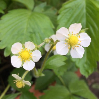 Fragaria vesca