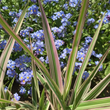 Miscanthus sinensis var. condensatus 'Cosmopolitan'