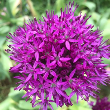 Allium hollandicum 'Purple Sensation' syn. Allium 'Purple Sensation', Allium aflatunense 'Purple Sensation'