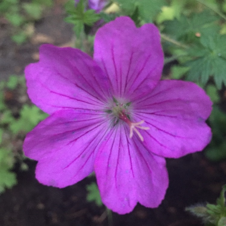 Plant image Geranium sanguineum