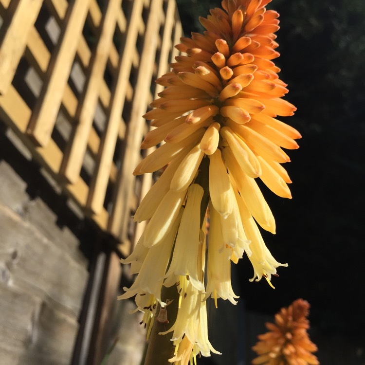 Plant image Kniphofia 'Tawny King'