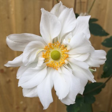 Japanese Anemone 'Whirlwind'