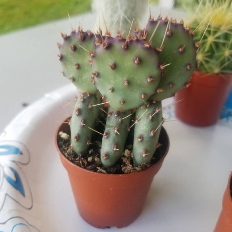 Plant image Opuntia Basilaris 'Baby Rita'