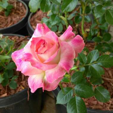 Rose 'Kordes Sunbeam™ Veranda®'