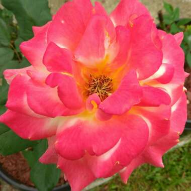 Hybrid Tea Rose 'Rio Samba'