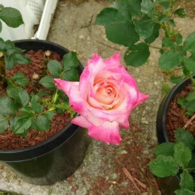 Rose 'Kordes Sunbeam™ Veranda®'