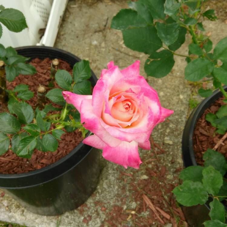 Plant image Rosa 'Kordes Sunbeam™ Veranda®'