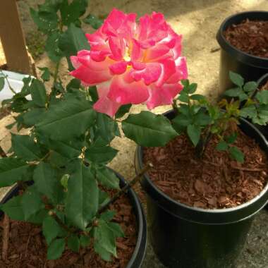 Hybrid Tea Rose 'Rio Samba'