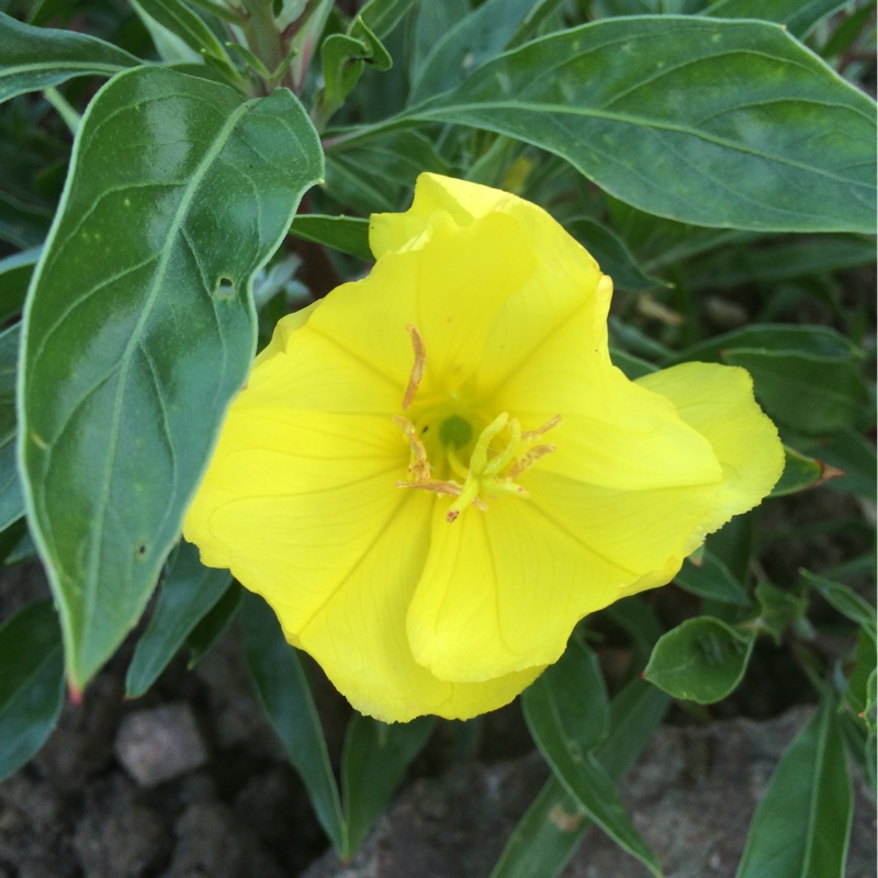 Plant image Oenothera missouriensis