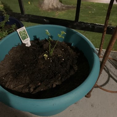 Coriander 'Calypso'