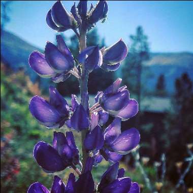 Lupinus