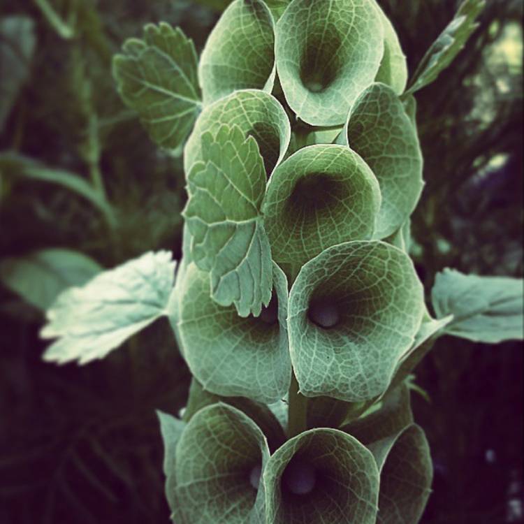 Plant image Moluccella laevis