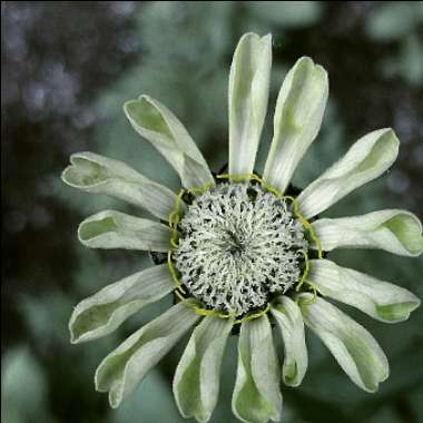 Zinnia elegans 'Envy' syn. Zinnia elegans 'Green Envy'