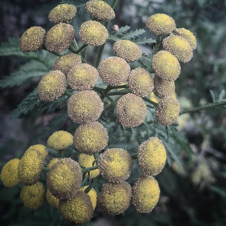 Plant image Achillea filipendulina