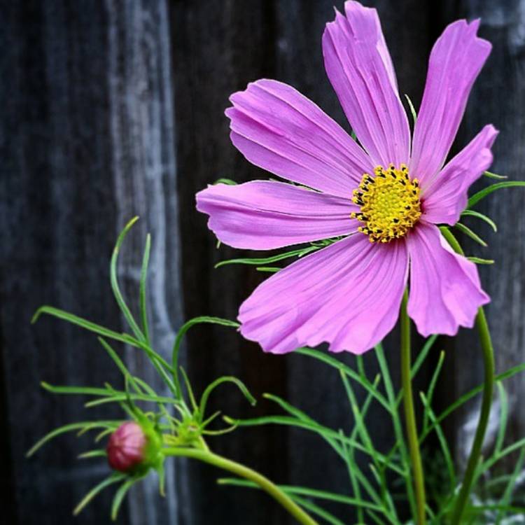 Plant image Cosmos 'Sonata Pink Blush'