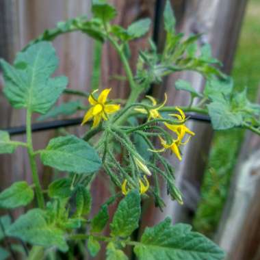 Solanum Lycopersicum var. cerasiforme 'Supersweet 100'