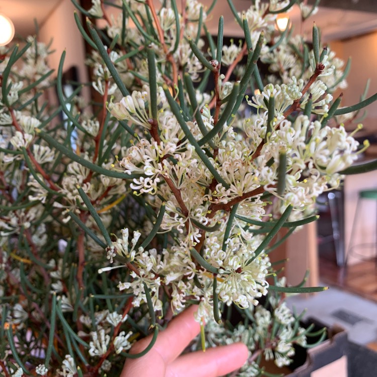 Plant image Hakea lissocarpha