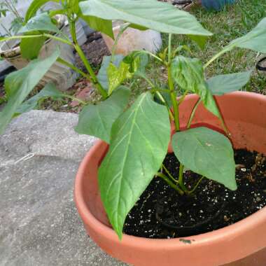 Chilli Pepper 'Jalapeno'