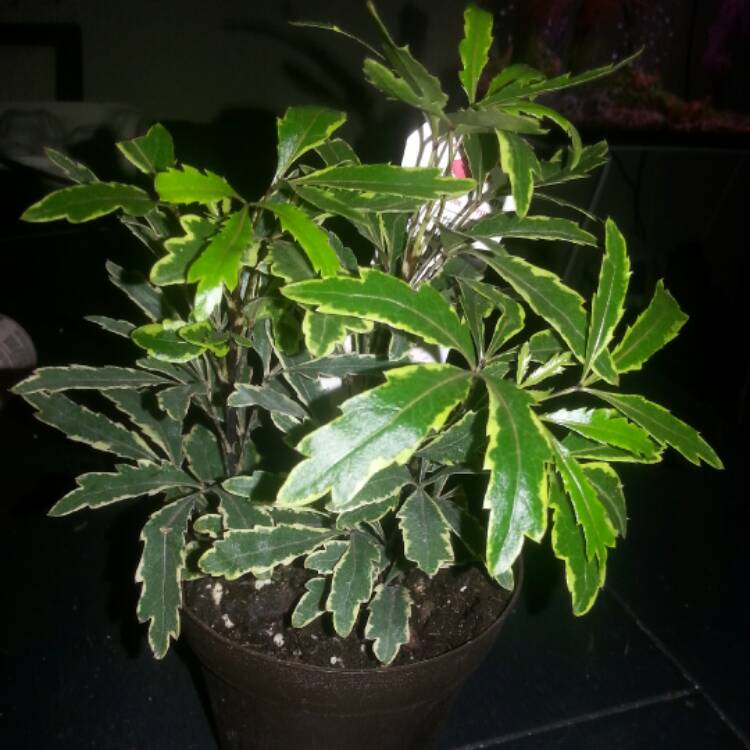 Plant image Schefflera elegantissima 'Gold Crest' Syn. Dizygotheca elegantissima