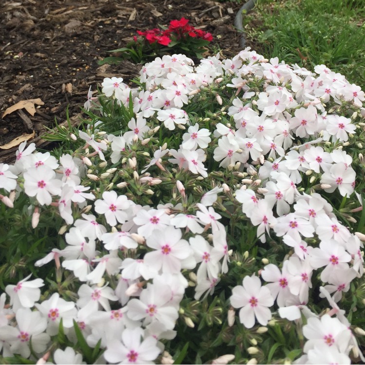 Plant image Phlox subulata