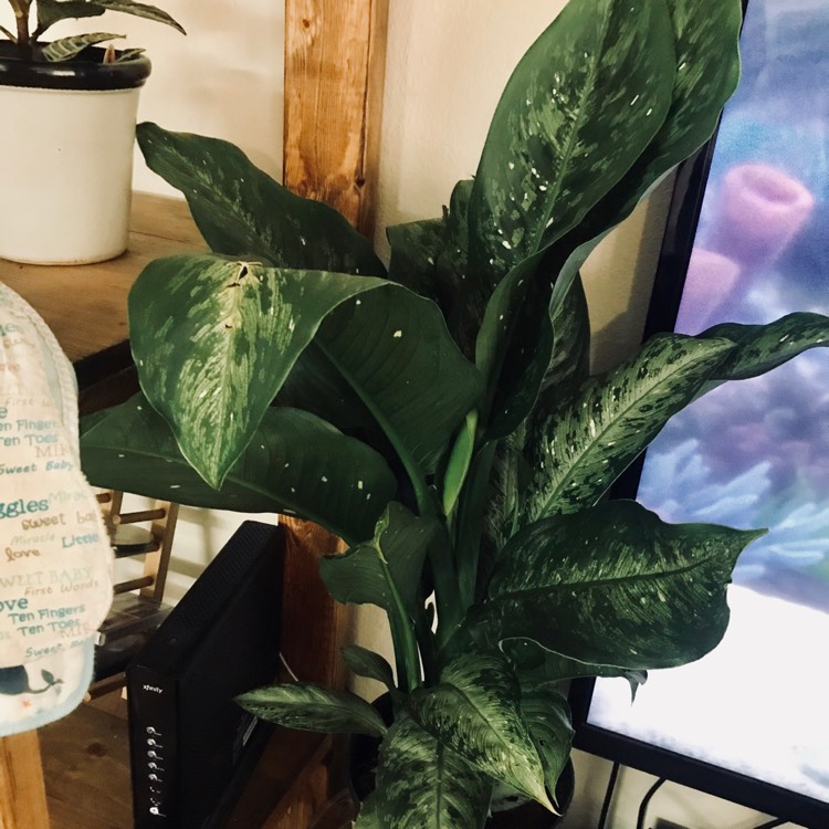 Plant image Dieffenbachia 'Snow'