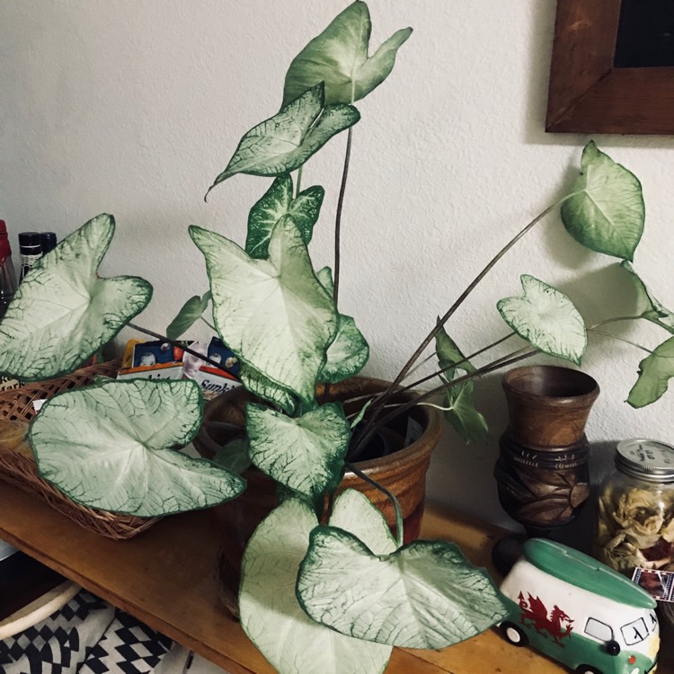 Plant image Caladium Candidum 'Moonlight'