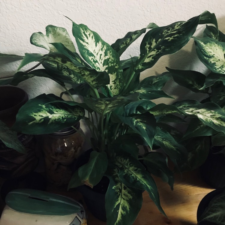 Plant image Dieffenbachia Seguine