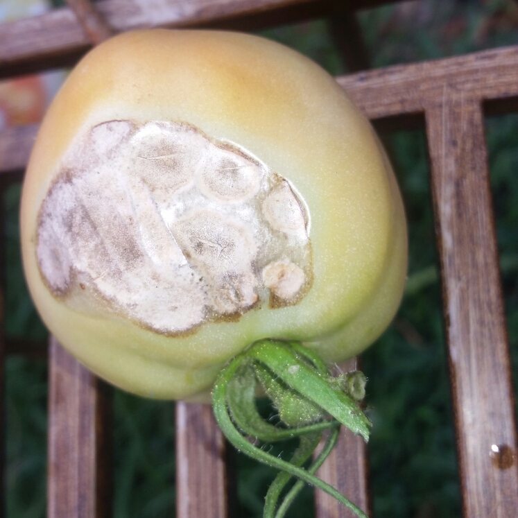 Plant image Solanum lycopersicum 'Abraham Lincoln' syn. Solanum lycopersicum 'Abe Lincoln'