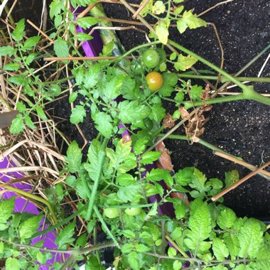 Bush Tomato 'Terenzo' (Cherry Tomato)