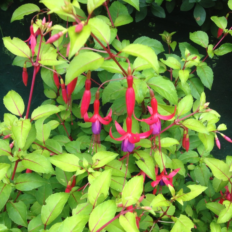 Plant image Fuchsia 'Beacon'