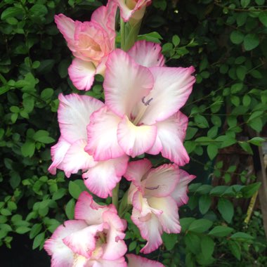 Gladioli