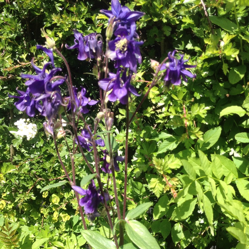 Plant image Aquilegia 'Hensoll Harebell'