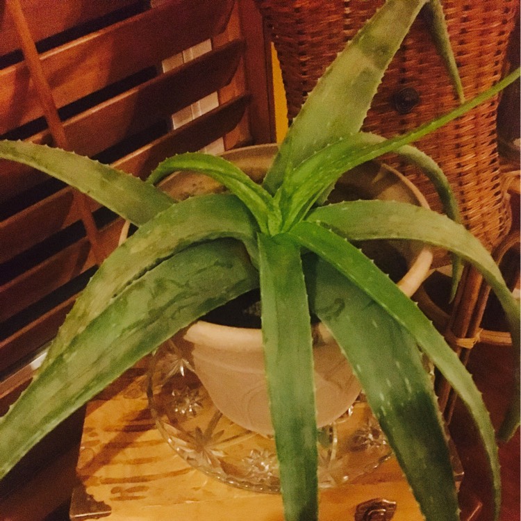 Plant image Aloe Striatula