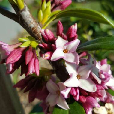 Daphne x transatlantica 'Eternal Fragrance'