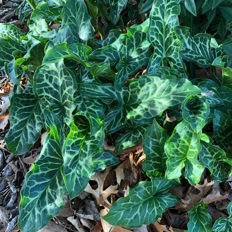 Plant image Arum italicum 'Pictum'