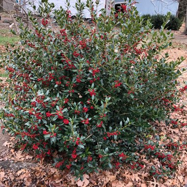 Ilex cornuta