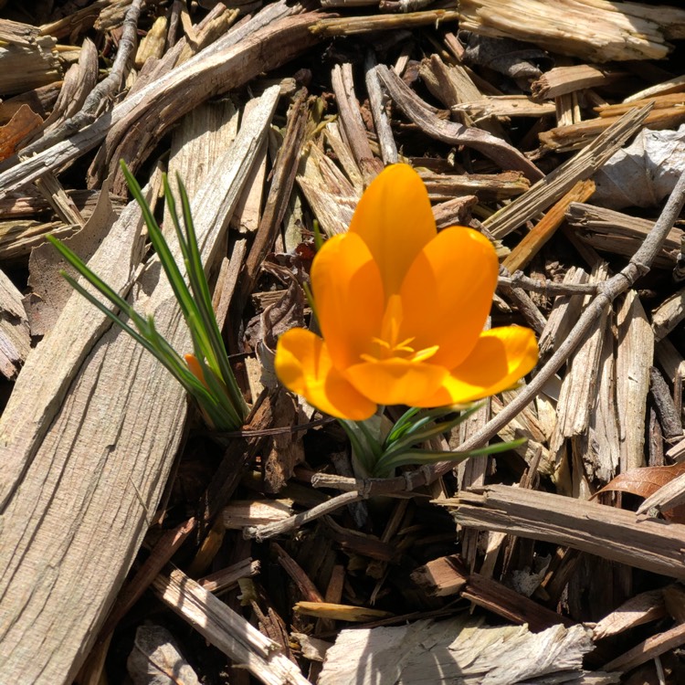 Plant image Crocus