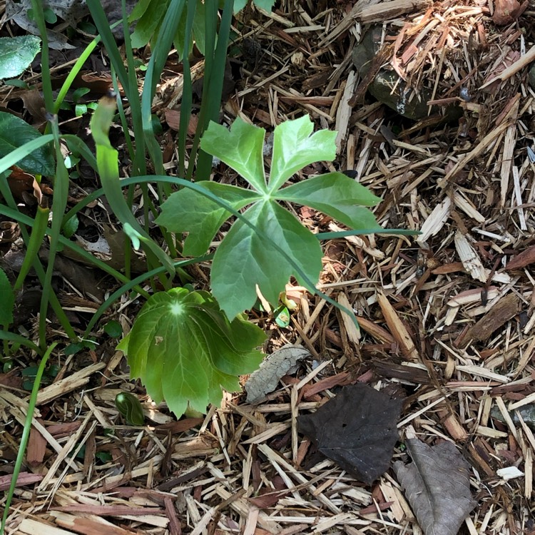 Plant image Podophyllum peltatum