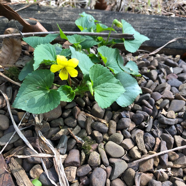 Plant image Viola pubescens eriocarpa