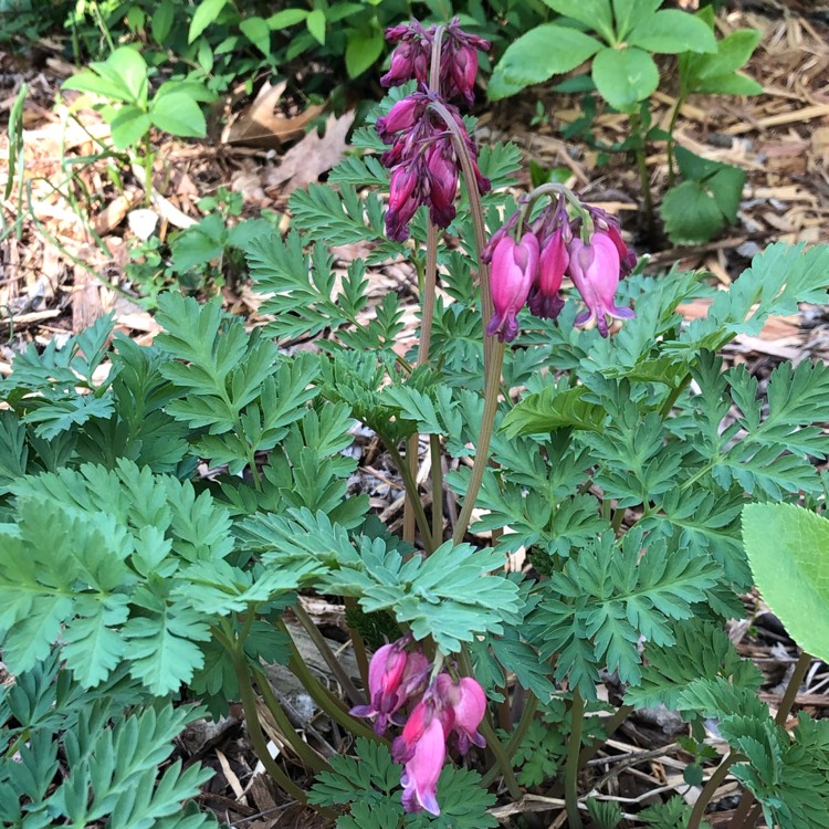 Plant image Dicentra formosa 'Luxuriant'