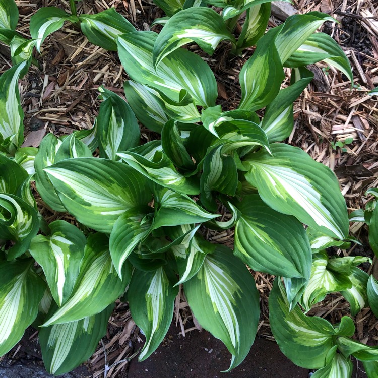 Plant image Hosta undulata var. univittata