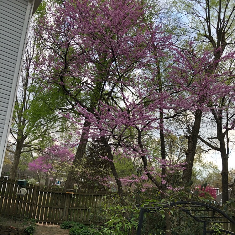 Plant image Cercis Canadensis