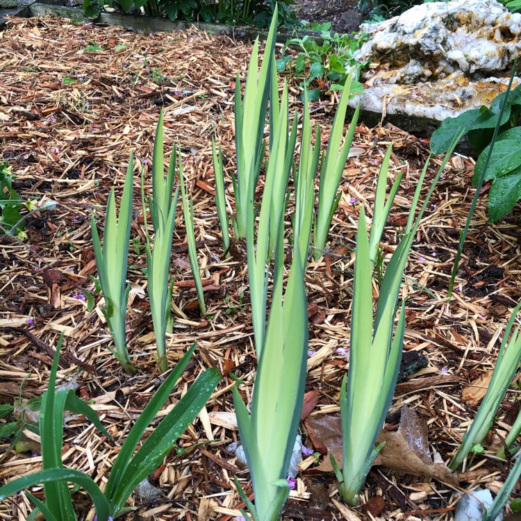 Plant image Iris Pseudacorus 'Marginatus'