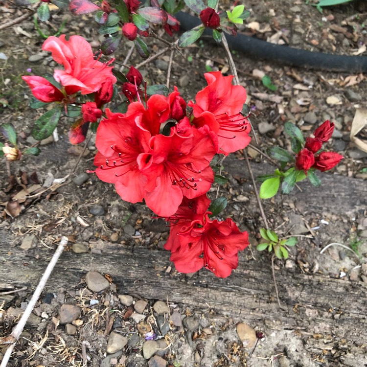 Plant image Rhododendron 'Hino Crimson'