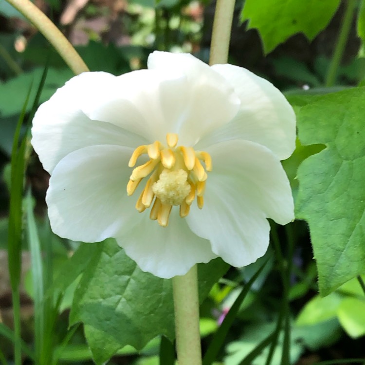 Plant image Podophyllum peltatum