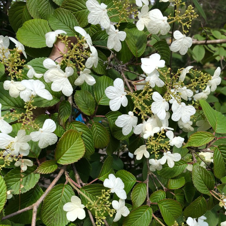 Plant image Viburnum plicatum f. tomentosum 'Shasta'